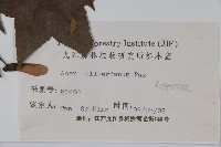 五裂槭藏品圖，第2張