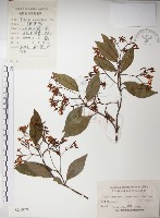 絡石藏品圖，第1張