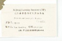 燈臺樹藏品圖，第3張