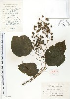 山桐子藏品圖，第1張