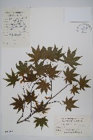 雞爪槭藏品圖，第1張