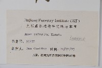 雞爪槭藏品圖，第2張