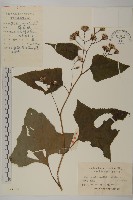 矢鏃葉蟹甲草藏品圖，第1張