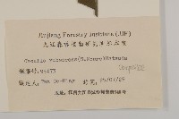 矢鏃葉蟹甲草藏品圖，第3張