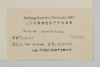 厚葉衛矛, 源一木藏品圖，第3張