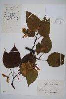 青榨槭藏品圖，第1張