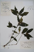 九頭獅子草藏品圖，第1張