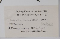 九頭獅子草藏品圖，第2張