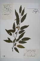 多脈鵝耳櫪藏品圖，第1張