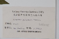 多脈鵝耳櫪藏品圖，第2張