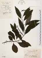 山胡椒藏品圖，第1張
