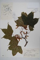 元寶槭藏品圖，第1張