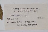 元寶槭藏品圖，第2張