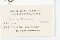 凹葉景天藏品圖，第3張