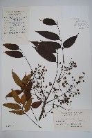 木蠟樹、山漆藏品圖，第1張