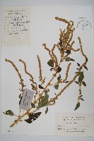 刺莧藏品圖，第1張