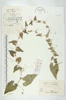 合子草藏品圖，第1張