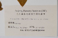 牛皮消藏品圖，第2張