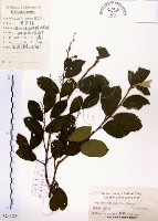 灰木藏品圖，第1張