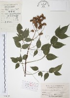 灰色木藍藏品圖，第1張