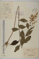 珍珠蒿、奇蒿藏品圖，第1張