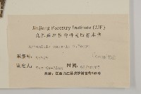 珍珠蒿、奇蒿藏品圖，第3張