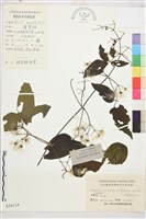 鈍齒鐵線蓮藏品圖，第1張