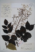 頭序蔥木藏品圖，第1張