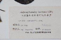 頭序蔥木藏品圖，第2張