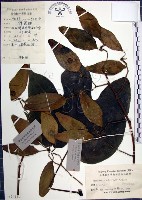 梧桐藏品圖，第1張