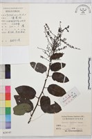 多花勾兒茶, 多花黃鱔藤藏品圖，第1張