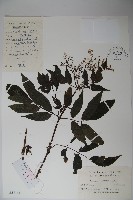 冇骨消藏品圖，第1張