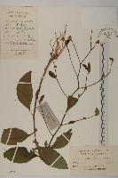 煙管草藏品圖，第1張