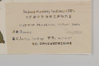 煙管草藏品圖，第3張