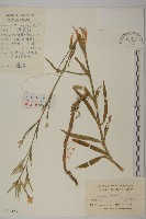 瞿麥藏品圖，第1張