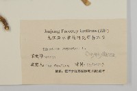 瞿麥藏品圖，第3張