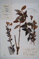 桔梗藏品圖，第1張