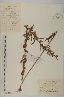 牡蒿藏品圖，第1張