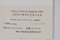 湖南沙參、寬裂沙參藏品圖，第2張