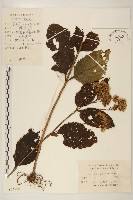 佩蘭、澤蘭藏品圖，第1張