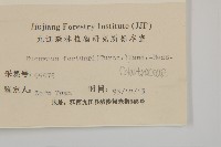 扶芳藤藏品圖，第3張