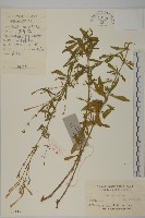 蠅子草藏品圖，第1張