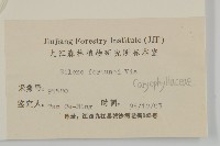 蠅子草藏品圖，第3張