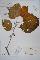 八角楓藏品圖，第1張