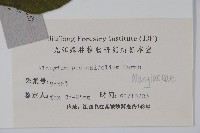 八角楓、瓜木藏品圖，第2張