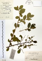 灰木藏品圖，第1張