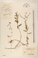 雞兒腸藏品圖，第1張