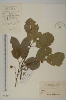 厚葉衛矛, 源一木藏品圖，第1張