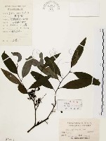 山胡椒藏品圖，第1張