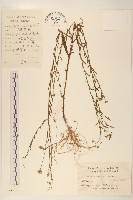 雞兒腸藏品圖，第1張